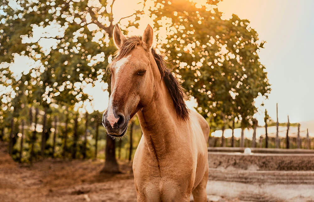 2026 年は火の馬の年です