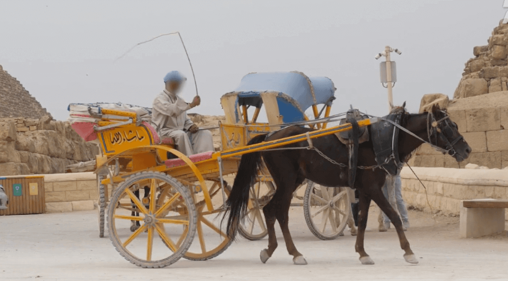 man whipping a horse carrying a carriage as seen in peta expose of egypt tourism industry