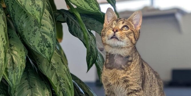 Barti next to a potted plant