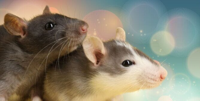 Two rats over a colorful background