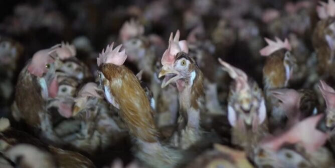 A group of languishing hens