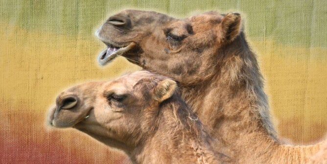 Two camels over a fabric-textured background