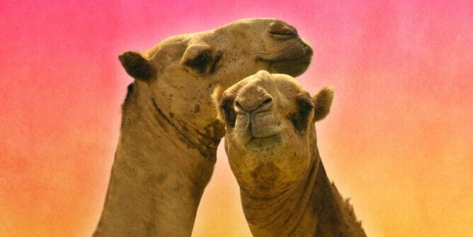 Two Camels together