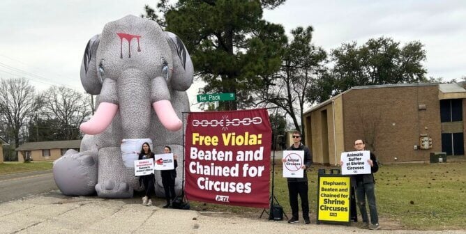Demonstrators with signs and a giant crying elephant inflatable