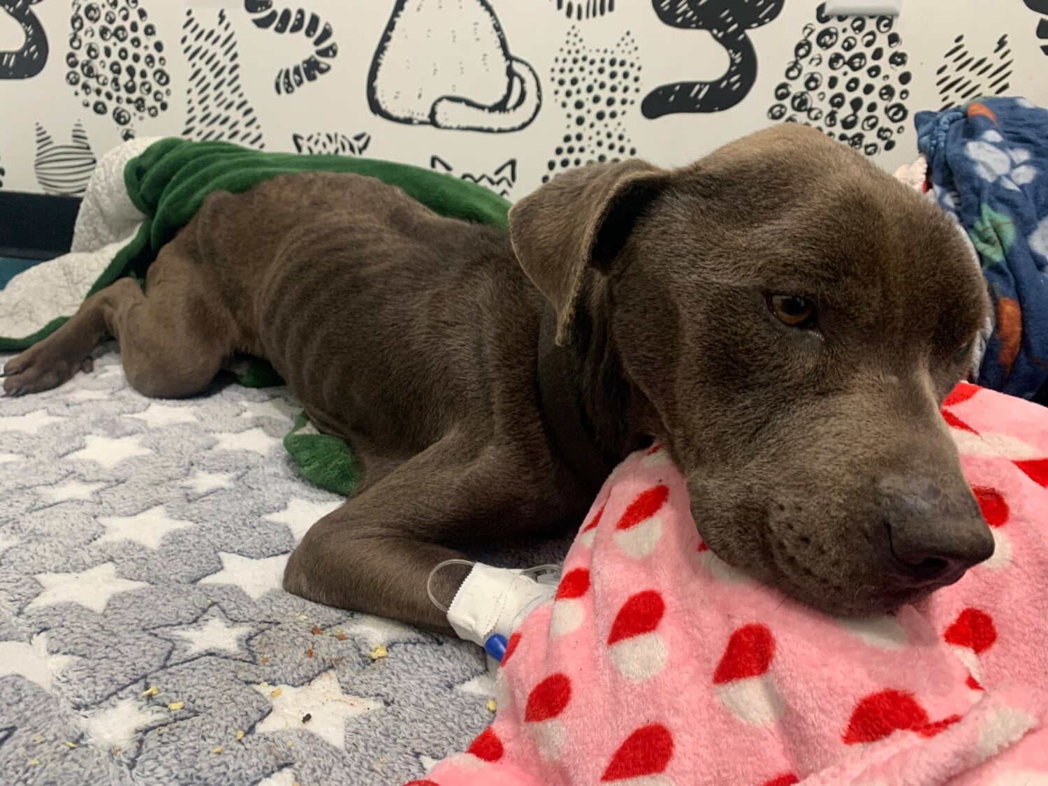 Two Charged with Cruelty to Animals After Dogs Found Starving, Near ...