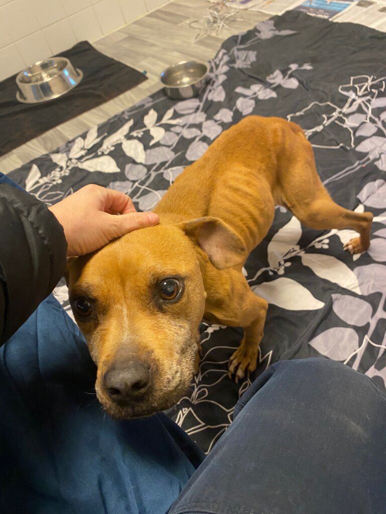 Two Charged with Cruelty to Animals After Dogs Found Starving, Near ...