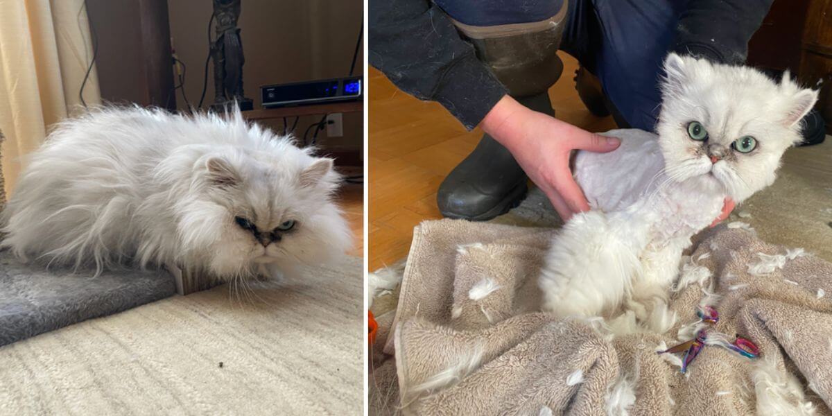 A before and after for Kisa, who was heavily matted