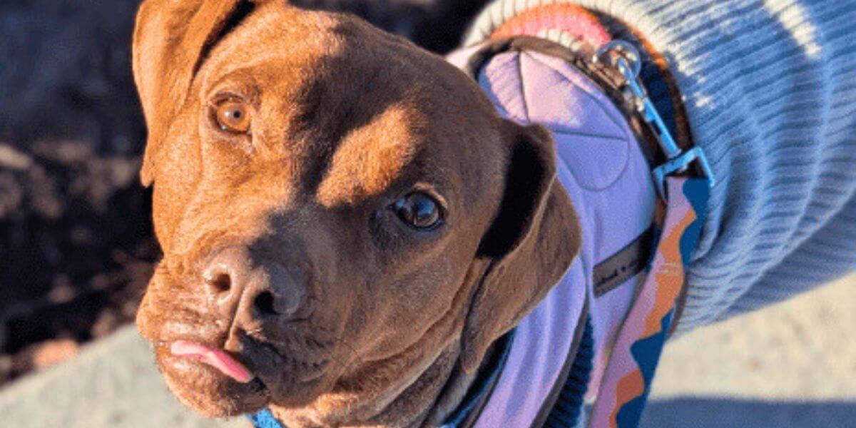 A New Light on Life! Dog Freed From Painfully Embedded Collar Finds a Loving Home