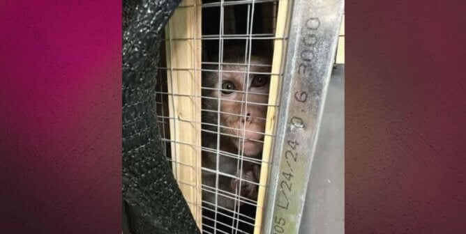 Macaque peering from the opening of a crate