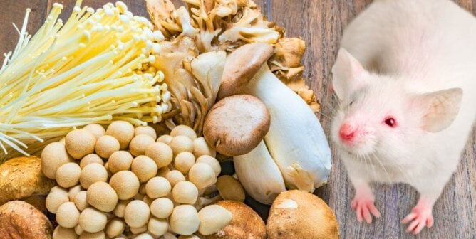 A white mouse next to a gathering of mushrooms