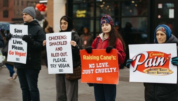 Demonstrators in front of Raising Cane's