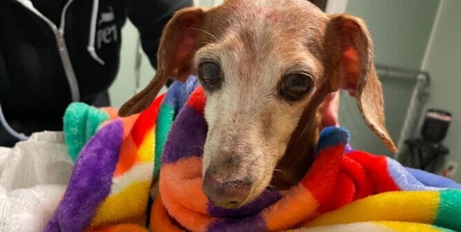An elderly dog wrapped in a rainbow blanket