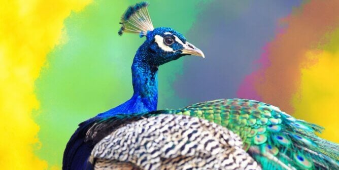 A peacock in profile