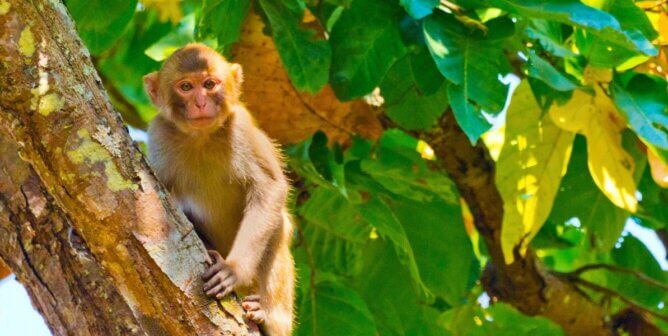 rhesus macaque in a tree