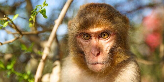 Close-up portrait of a rhesus macaque looking directly at the camera