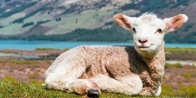 Lamb in a field