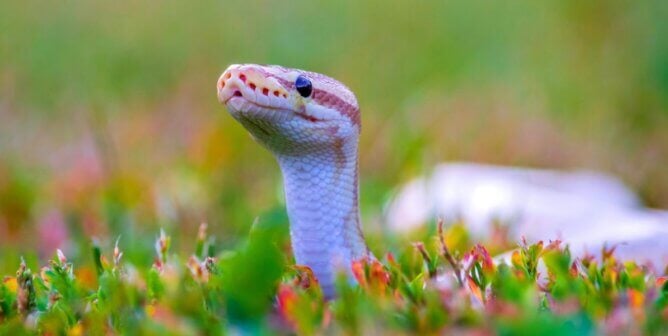 A snake in the grass