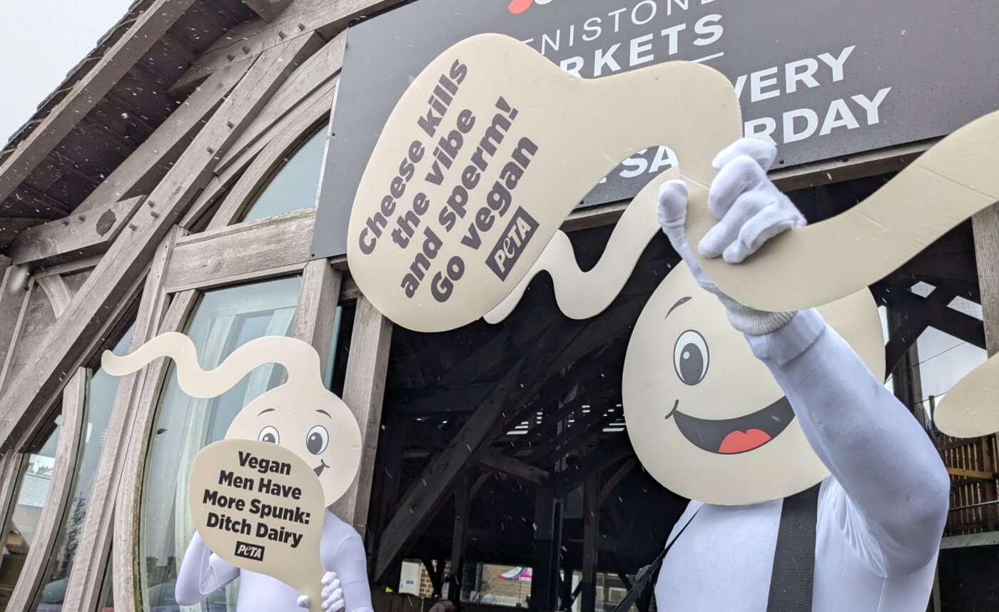 Two demonstrators wearing sperm costumes with signs reading "Vegan Men Have More Spunk: Ditch Dairy" and "Cheese kills the vibe and sperm! Go vegan"