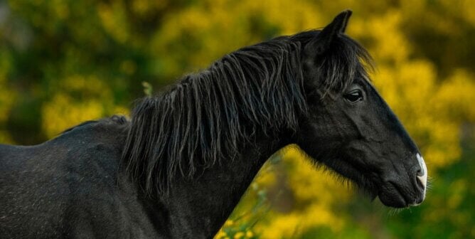 A black horse