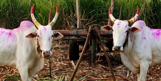 Two working bullocks