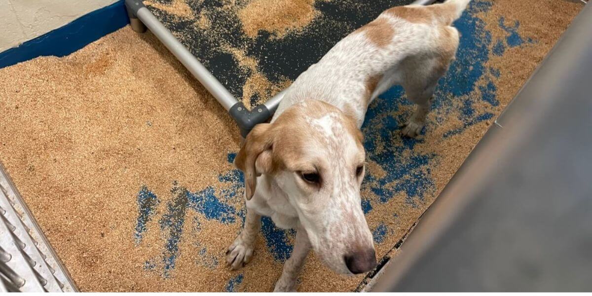 Experimenters Jam Needles Into Dogs’ Spinal Cords at UMass Chan