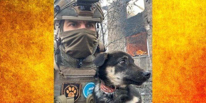 Rescuer with an injured puppy