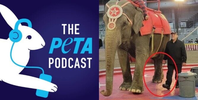 PETA Podcast logo and photo of Viola the elephant with a handler holding a bullhook