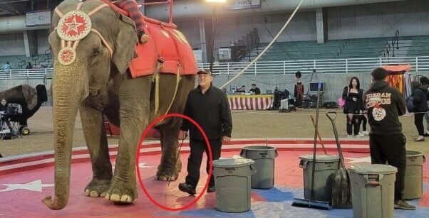 Viola being forced to give rides by a handler carrying a sharp metal bullhook.