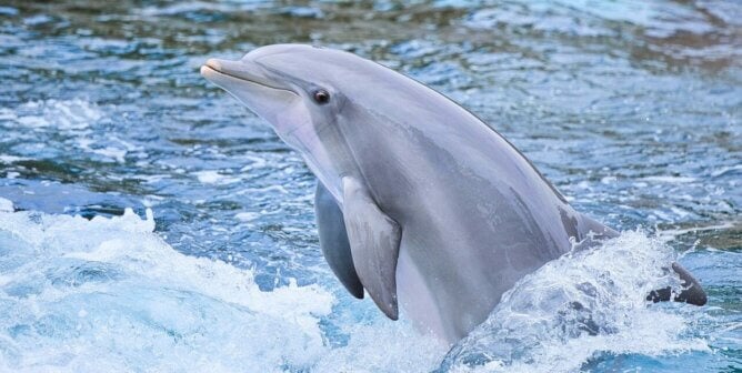 A bottlenose dolphin mid-jump from the water