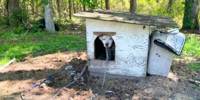Sad white chained dog in doghouse