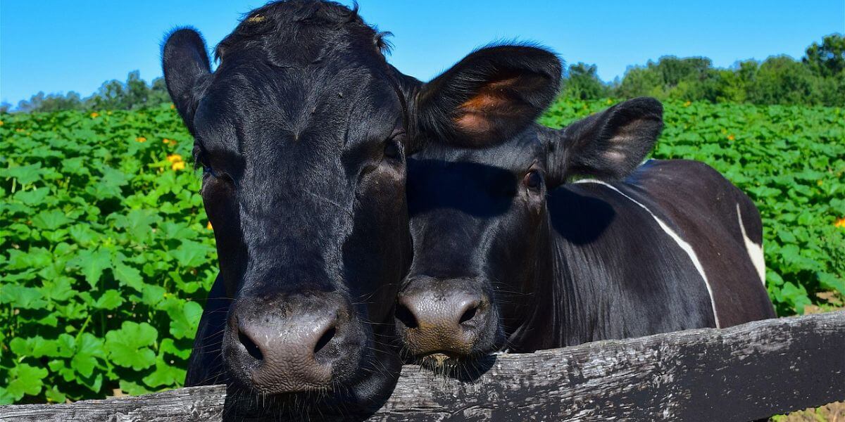 Pitzer College Makes History: A Newly Installed Plaque Acknowledges the Animals Killed for Food and Seeks Change