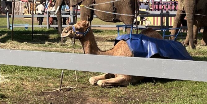 Camel exhibited by Trunks and Humps
