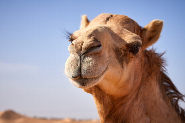 Close-up of camel