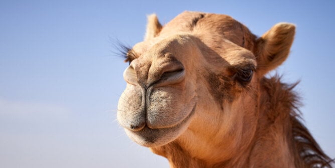 Close-up of camel