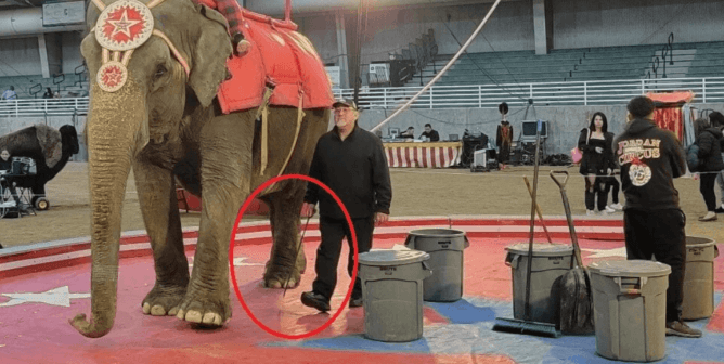 shrine circus,elephant, bullhook, Viola