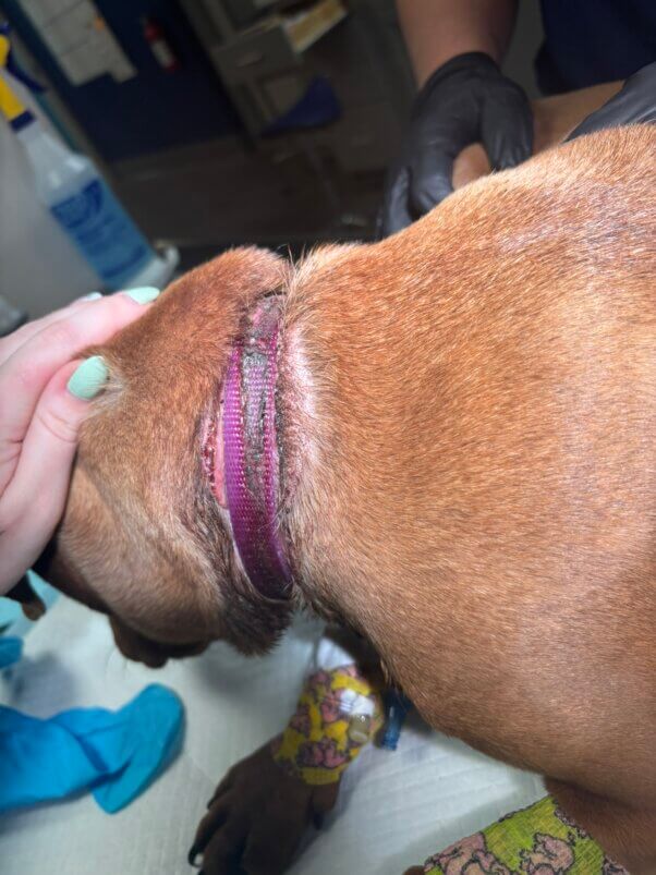 Collar embedded in dog's neck