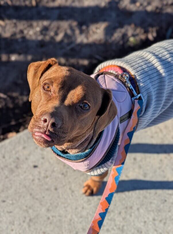 Dog in a warm sweater on a walk