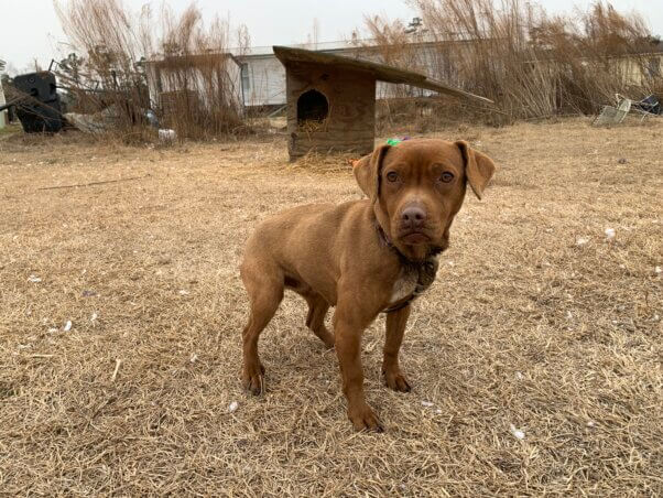 Tiny brown tethered dog
