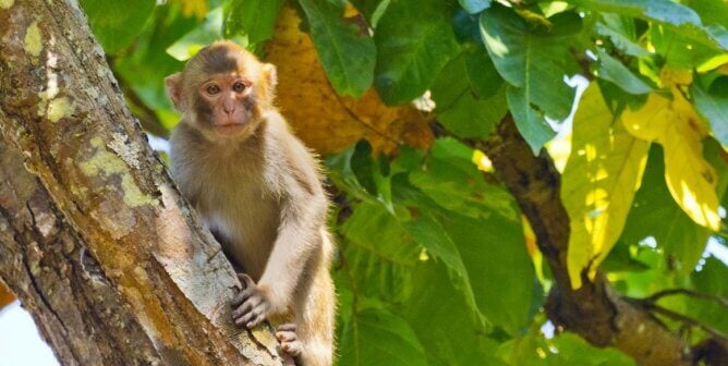 rhesus macaque in a tree
