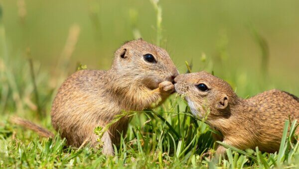Two ground squirrels interacting