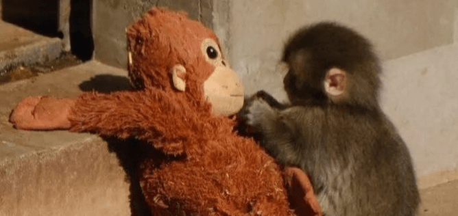 Punch, the baby monkey, with stuffed orangutan