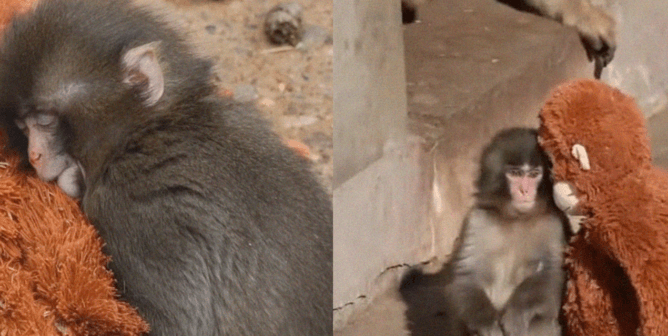 Punch, the baby monkey, with his stuffed orangutan