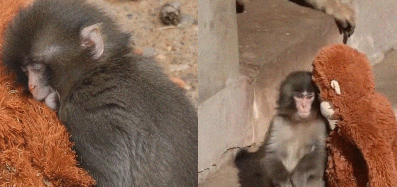 Don’t Let Punch Become the New ‘Moo Deng’: Why Internet Fame Is Bad for Captive Animals