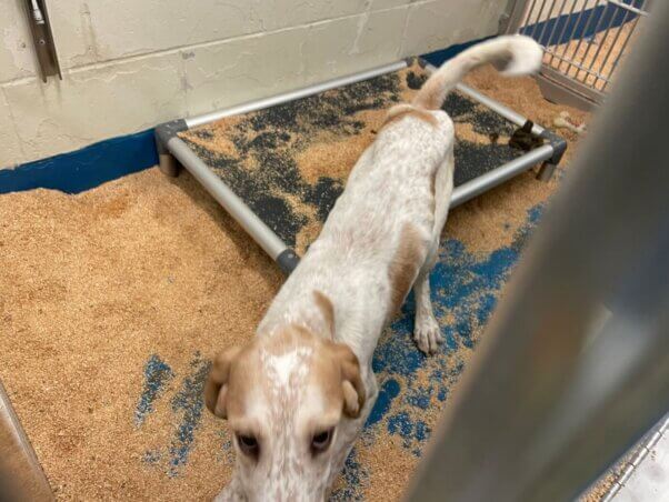An underweight tan and white dog in a barren cage