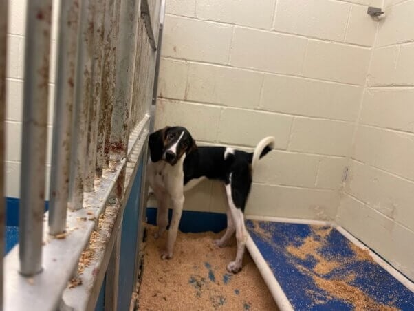A brown and black hound dog in a barren kennel