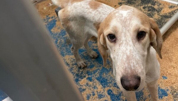close up of a white and tan hound down in a barren kennel
