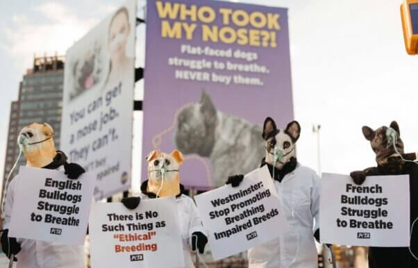 PETA demo at Westminster 2026 dog show