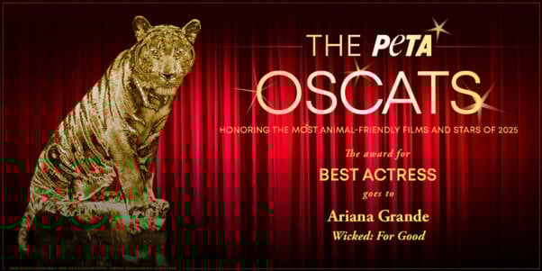 Oscat Certificate for Wicked: For Good