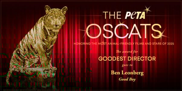 Oscat Certificate for Good Boy