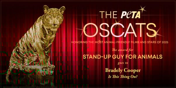 Oscat Certificate for Is This Thing On?